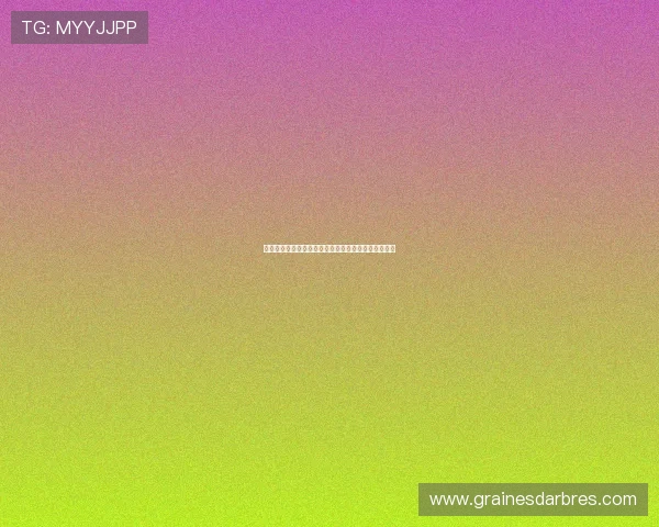 西汉姆联明确表示不会将帕奎塔出售给维拉及其他球队 西汉姆联明确表示不会将帕奎塔出售给维拉及其他球队